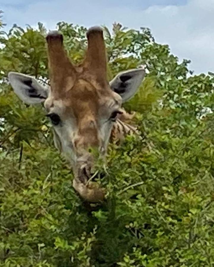 Overnight Stop Before Kruger National Park Phalaborwa Buitenkant foto