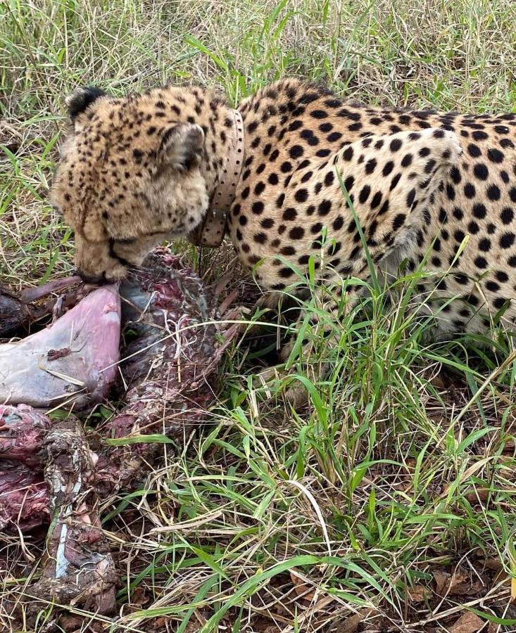 Overnight Stop Before Kruger National Park Phalaborwa Buitenkant foto