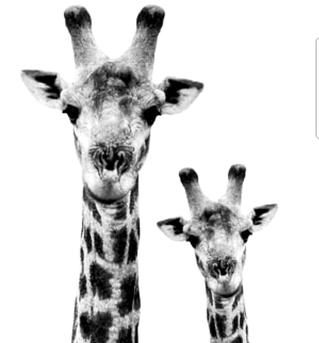 Overnight Stop Before Kruger National Park Phalaborwa Buitenkant foto